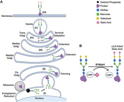 ST6Gal1: Oncogenic signaling pathways and targets